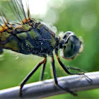 Blue Dasher Dragonfly