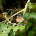 Subalpine Warbler