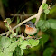 Subalpine Warbler