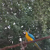 Blue-and-yellow macaw