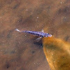 Sheepshead Minnow