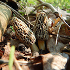 Morel Mushroom