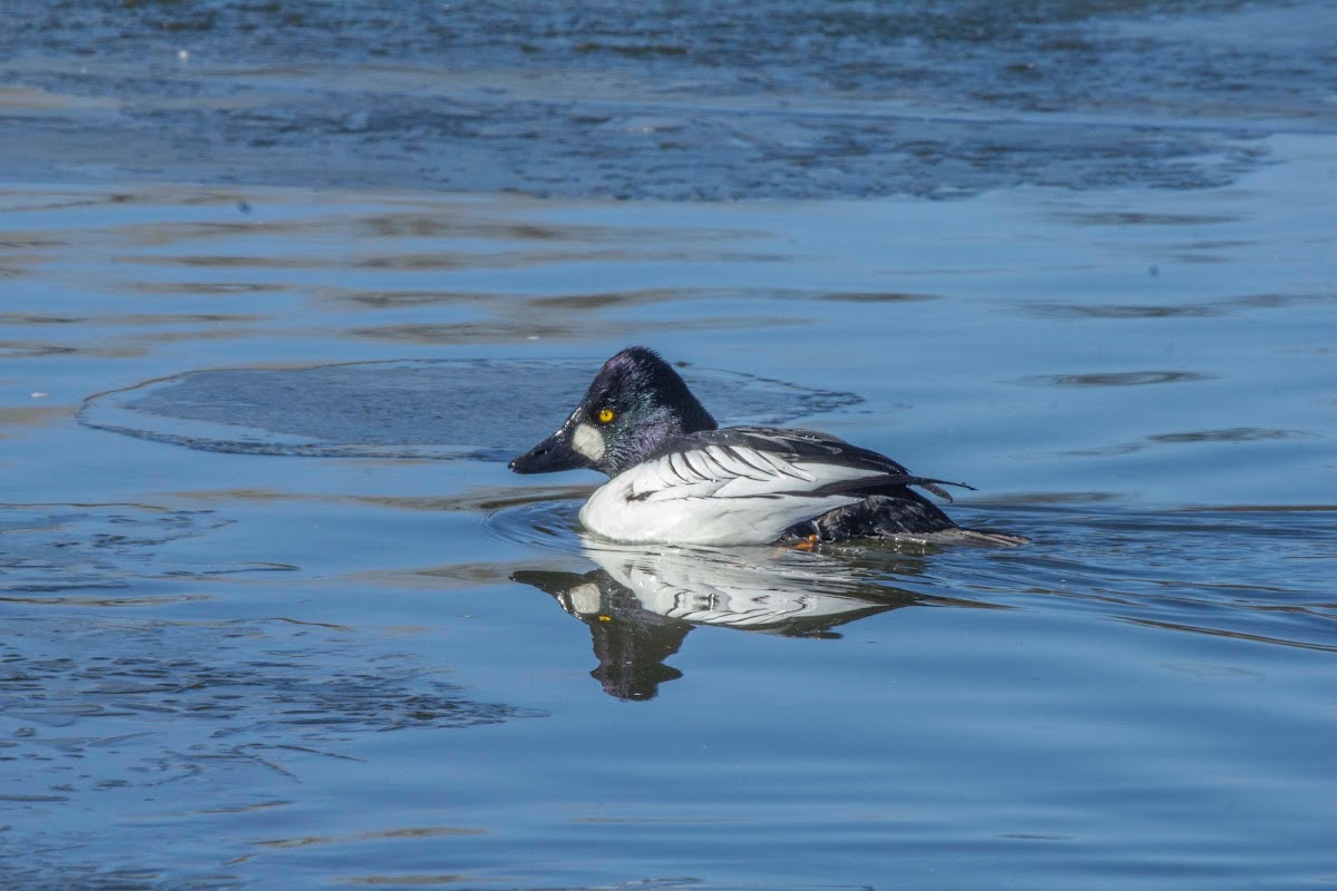 Common Goldeneye