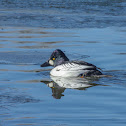 Common Goldeneye