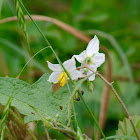 Carolina Horse Nettle