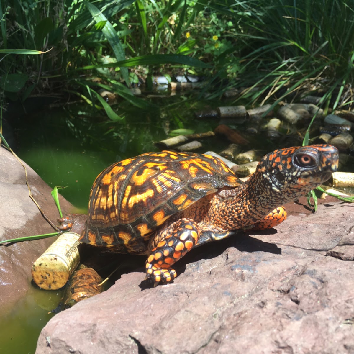 Eastern Box Turtle