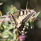 Swallowtail