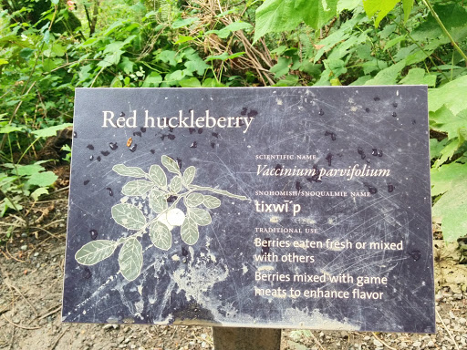 Red Huckleberry