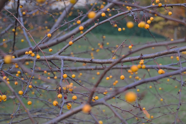 Berries di phcarolagioli