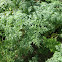 Poison hemlock