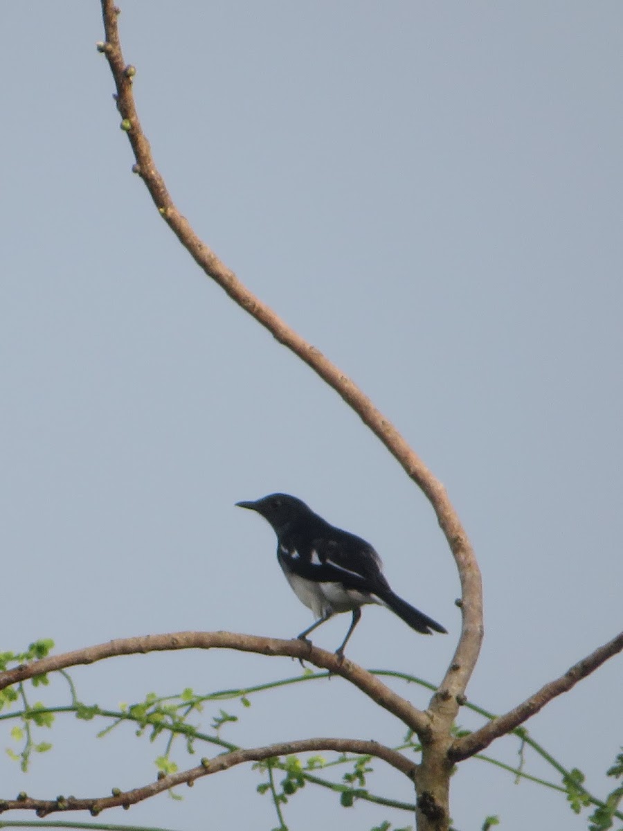 magpie robin