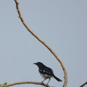 magpie robin