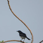 magpie robin