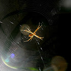 Argiope argentata