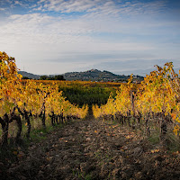 Foliage in vigna di pieralisa