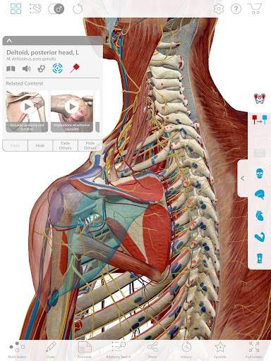 [Updated] Muscle Premium - Human Anatomy; Kinesiology; Bones Mod App