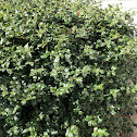 Common Holly