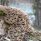 Turkey tail