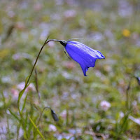 Fiore di montagna. di 