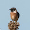 Stonechat