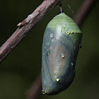 Monarch Butterfly Chrysalis