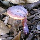 Ganoderma curtisii