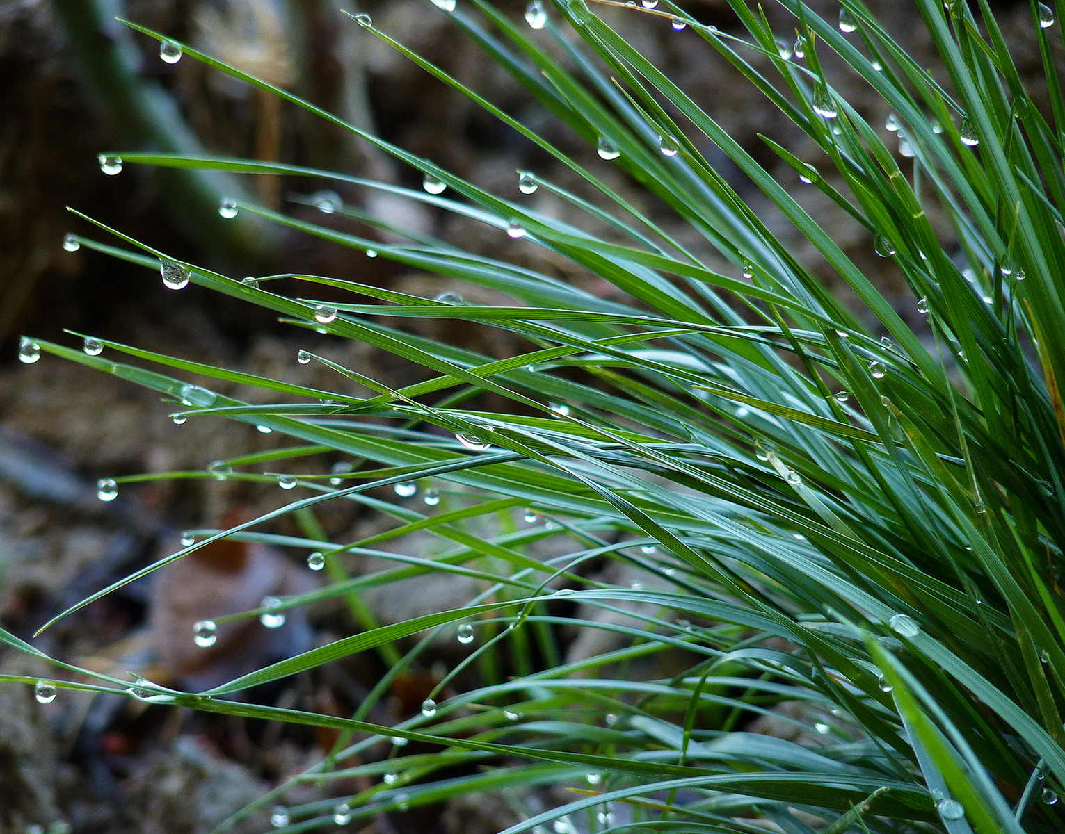 Raindrops  di VILLA MARIO