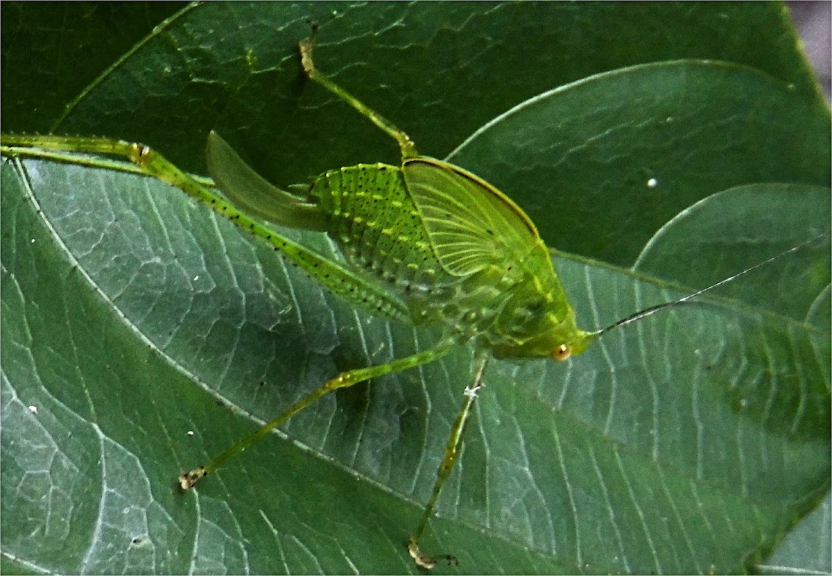 Katydid nymph