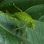 Katydid nymph