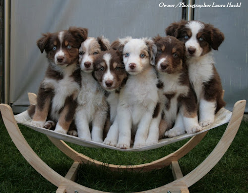 MASCA's - Miniature Australian Shepherd Club of America