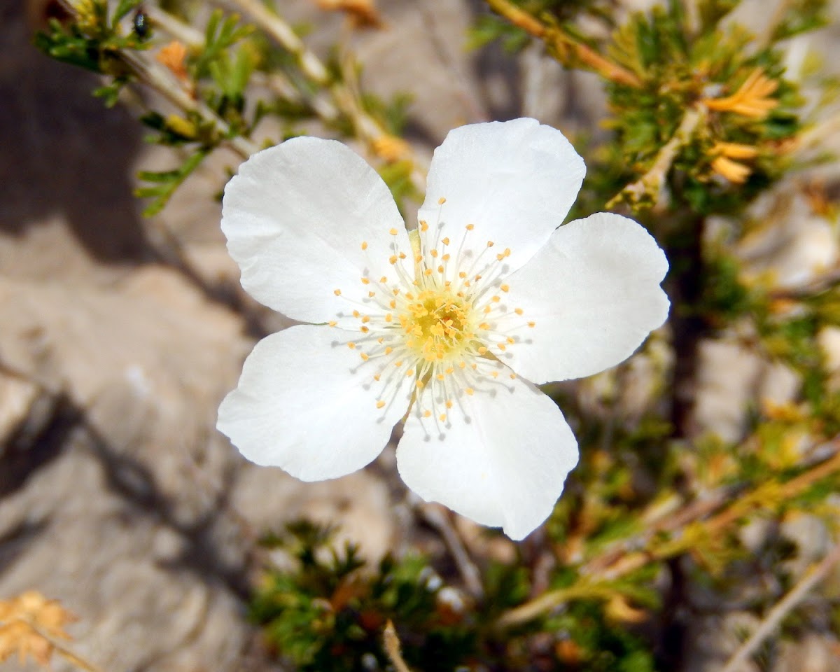 Apache Plume