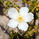 Apache Plume