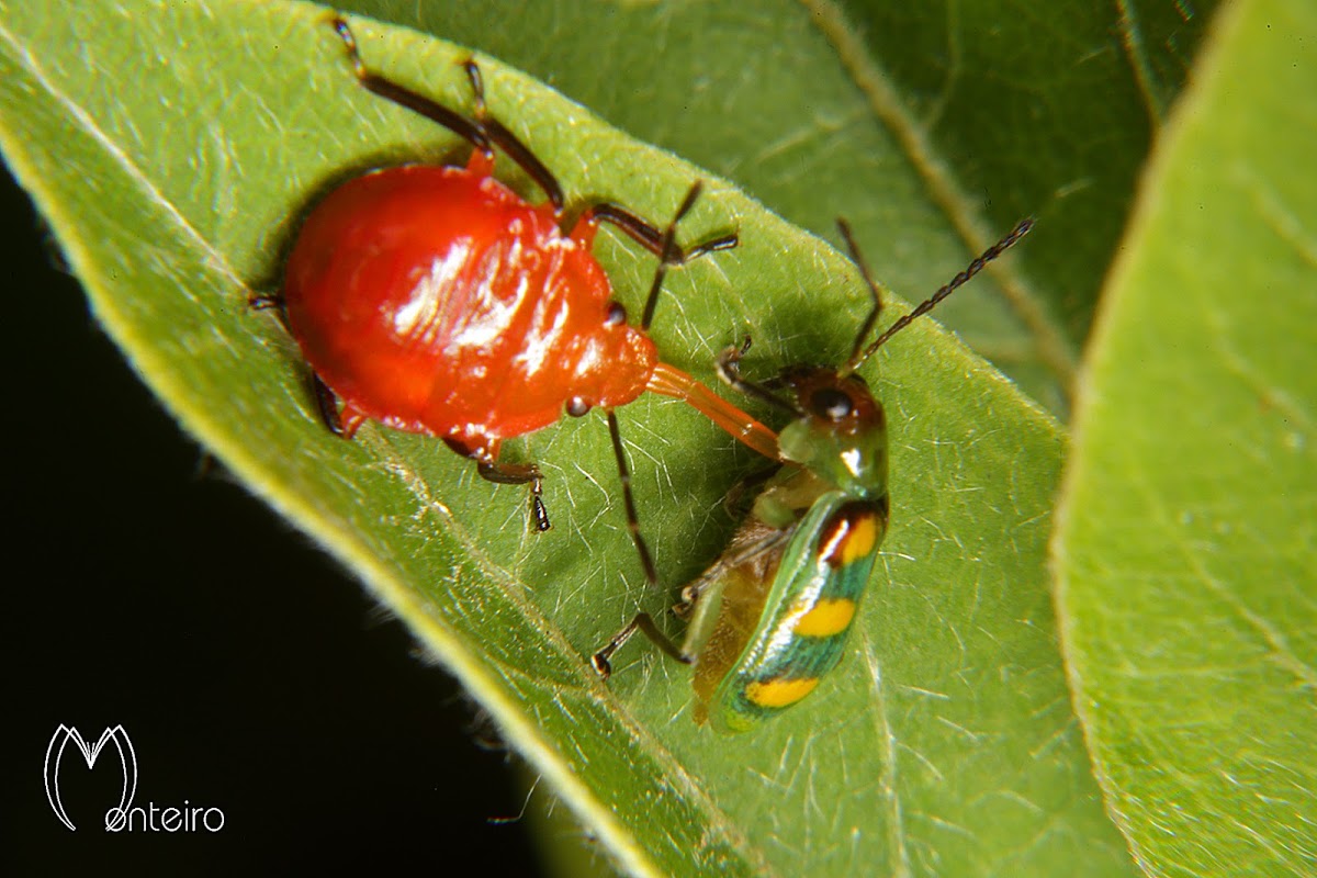 Predatory stink bug