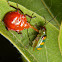 Predatory stink bug