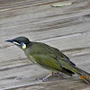 Lewins Honeyeater