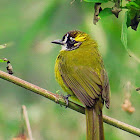 Yellow-eared bulbul