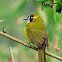 Yellow-eared bulbul