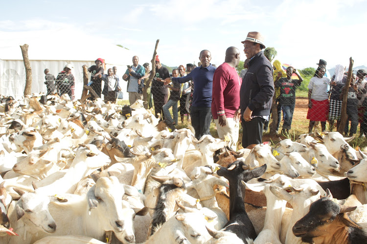 CS Joe Mucheru, Kitui senator Enock Wambua and Ezekiel Mutua after the CS purchased over 90 goats during the annual goat auctioning held on Saturday