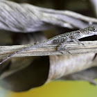 Anole sp.