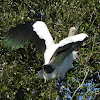 Woodstork