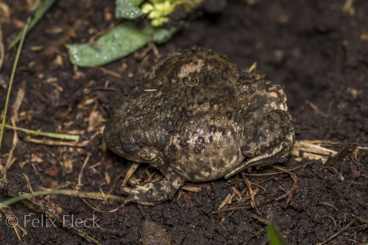 Mexican Spadefoot Toad