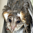 Barn Owl