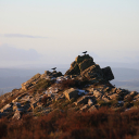 Bird perches on top of mountain