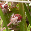 Salmonberry