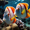 Item logo image for Two fish swim near a colorful coral reef