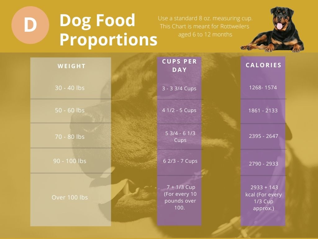 Rottweiler Feeding Guide: From Puppy to Adult – The German Shepherder