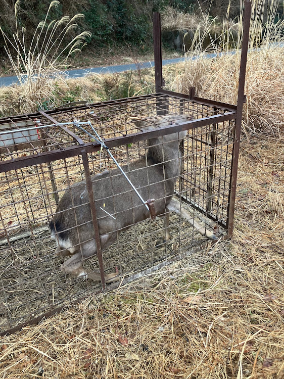 ダイナトラックのダイナトラック・狩猟車・狩猟解禁に関するカスタム事例の投稿画像3枚目