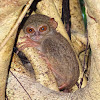 Spectral tarsier