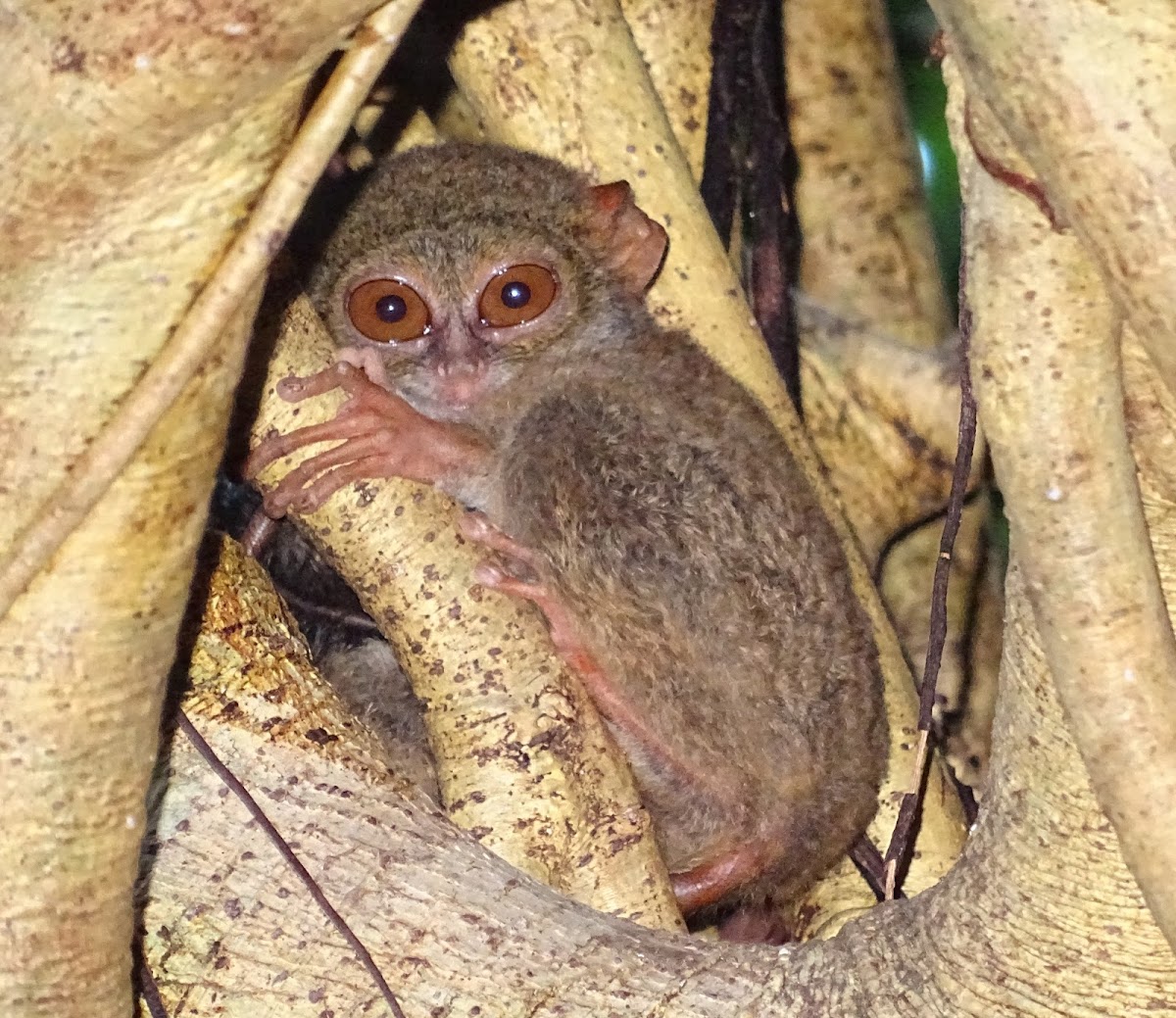 Spectral tarsier