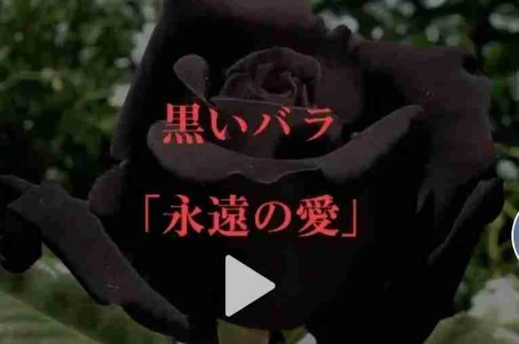 「花の花言葉」のメインビジュアル